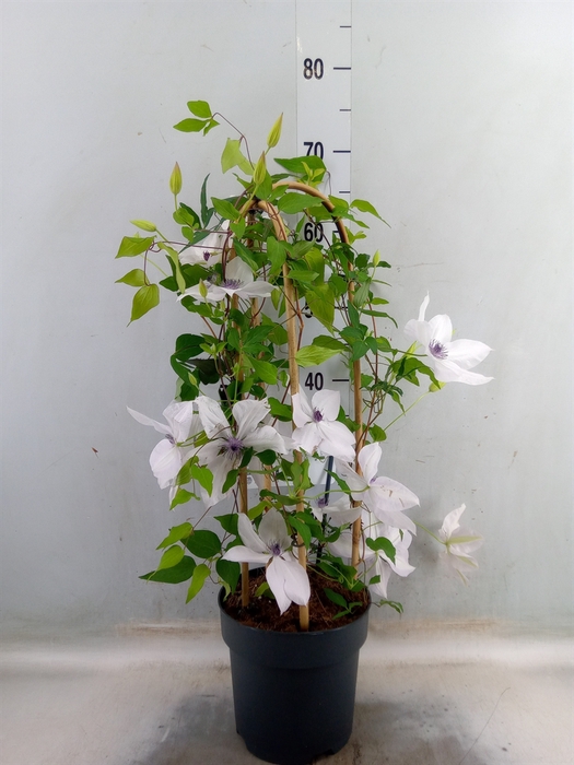 <h4>Clematis  'Garland'   ...</h4>