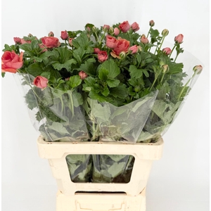 Ran Sp Magical Salmousse