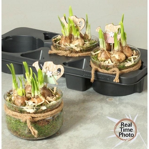 ARR NARCISSUS GLASS X3