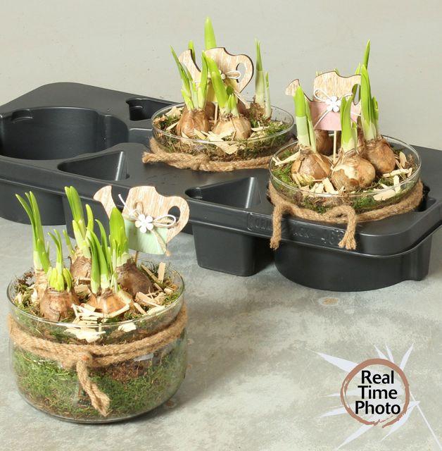 <h4>ARR NARCISSUS GLASS X3</h4>