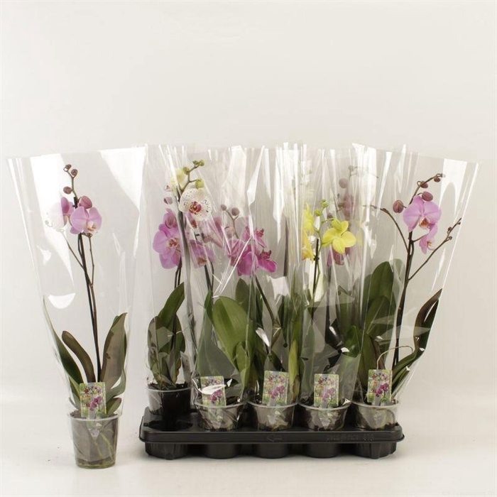 <h4>PHAL GEM 6 KL</h4>