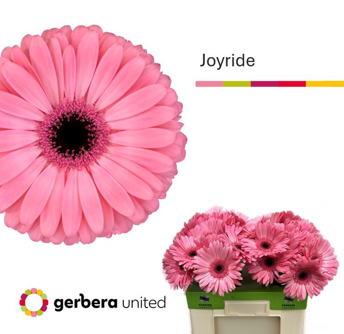 <h4>Gerbera Joyride Water</h4>