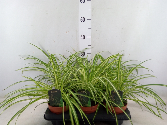 <h4>Chlorophytum  'Atlantic'</h4>