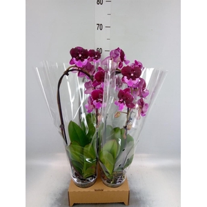 Phalaenopsis  'Elegant Cascade'