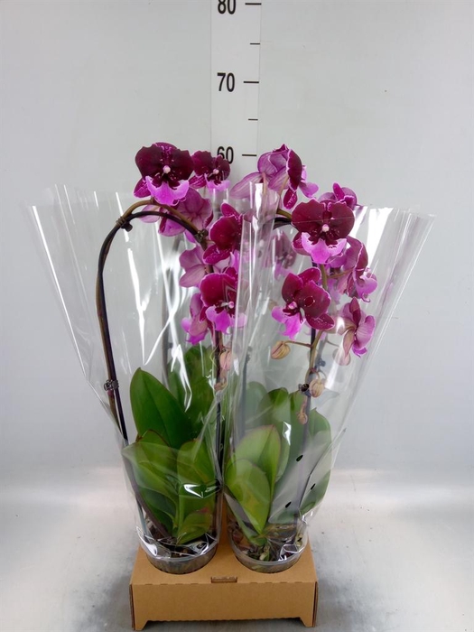 <h4>Phalaenopsis  'Elegant Cascade'</h4>