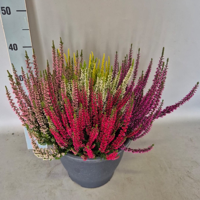 Calluna vulgaris Beauty Lady® 'High Five' P27 cm
