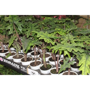 ALOCASIA JACKLYN P12