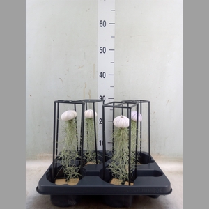 Arr.  Tillandsia L%