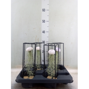Arr.  Tillandsia L%