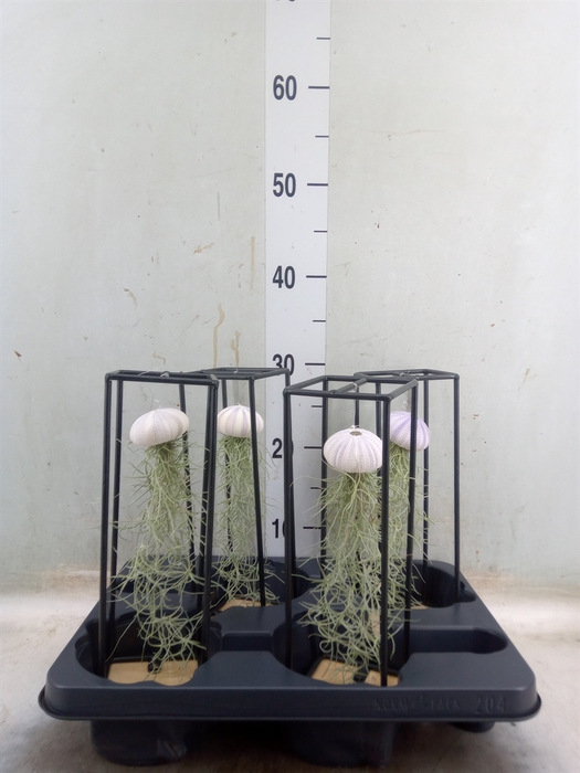 <h4>Arr.  Tillandsia L%</h4>