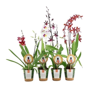 Inca Parfumee mix 2 spike in Jungle cover