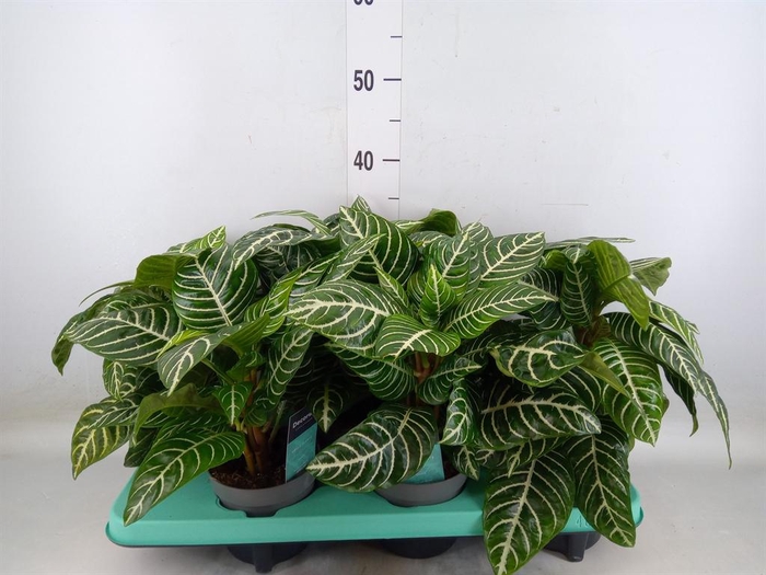 <h4>Aphelandra squar.</h4>