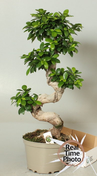 <h4>FIC MI GINSENG</h4>