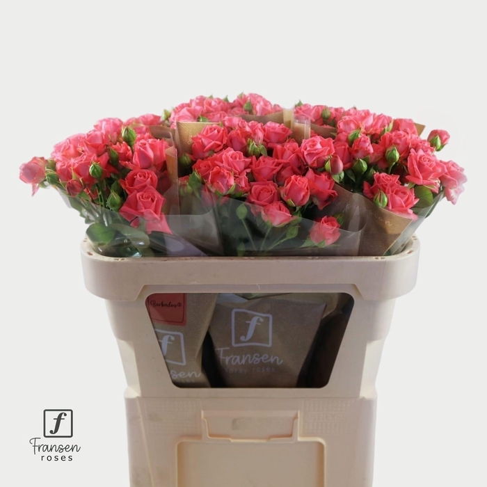 <h4>R TR BARBADOS</h4>