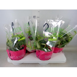 Scindapsus pictus 'Argyraeus'