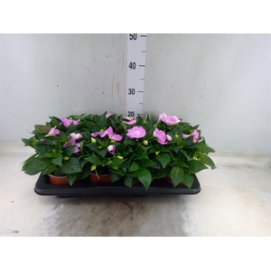 Impatiens NG 'ColPow Lavender'