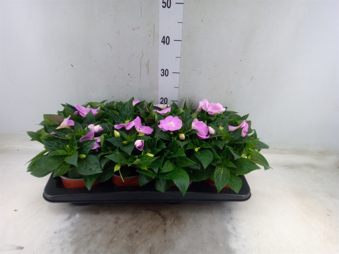 <h4>Impatiens NG 'ColPow Lavender'</h4>