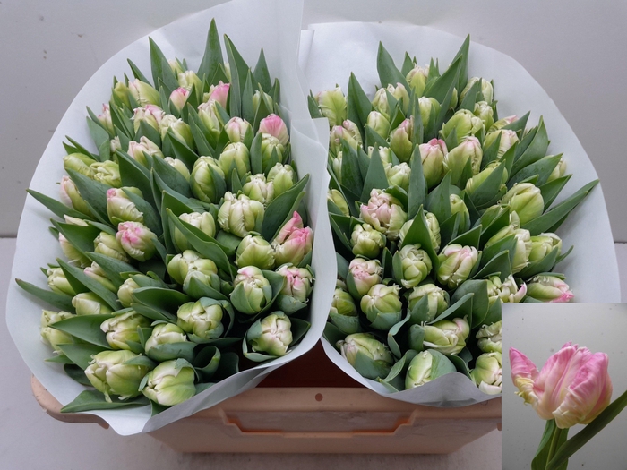 <h4>TU PA PROUD PARROT</h4>