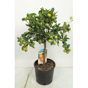 CITR MICROCARPA
