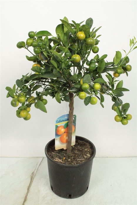 <h4>Citrus Calamondin Stem</h4>