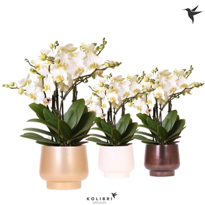 Kolibri Orchids Phalaenopsis Blossom Lausanne 6 spike in Scandic pot gold mix