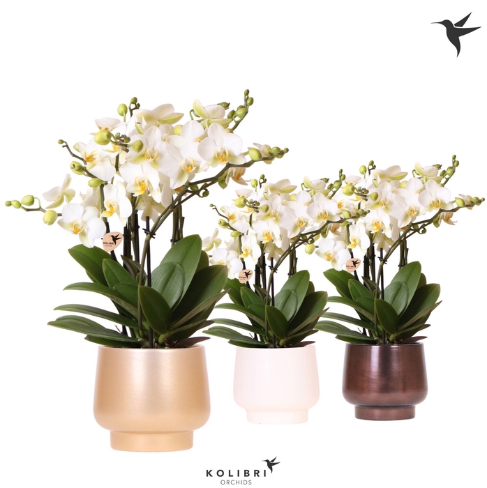 <h4>Kolibri Orchids Phalaenopsis Blossom Lausanne 6 spike in Scandic pot gold mix</h4>