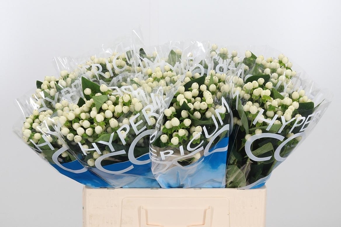 <h4>Hyp Coco Uno</h4>