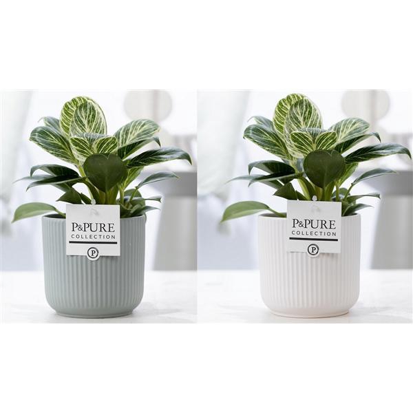 <h4>Philodendron White Wave in P&PURE Sophie ceramics ass.2</h4>