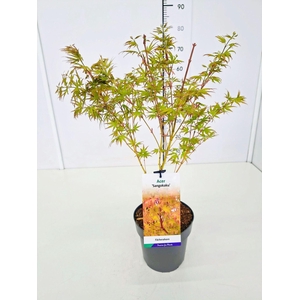 Acer palmatum Sangokaku