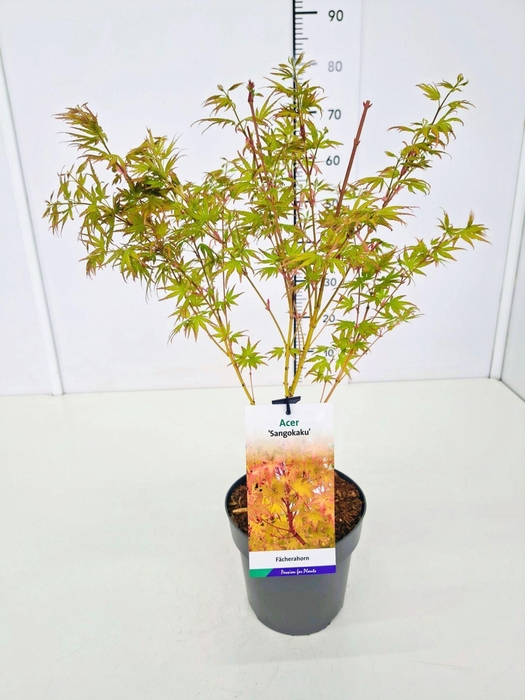<h4>Acer palmatum Sangokaku</h4>