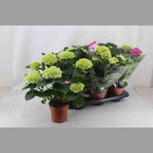 HYDR M CRYSTAL PALAC