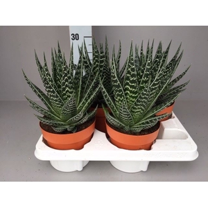 Aloe aristata 'Tiki Tahi'