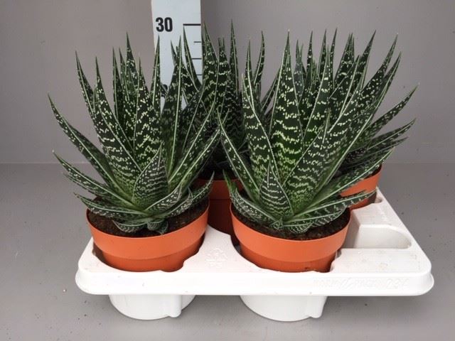 <h4>Aloe aristata 'Tiki Tahi'</h4>