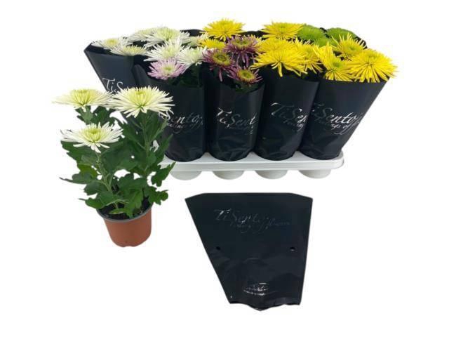 <h4>CHRYS GEVULDBL GEM</h4>