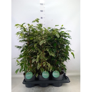 Ficus benja.   ...mix