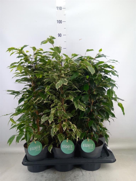 <h4>Ficus benja.   ...mix</h4>