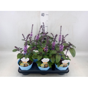 Ocimum basilicum 'Magic Mountain'