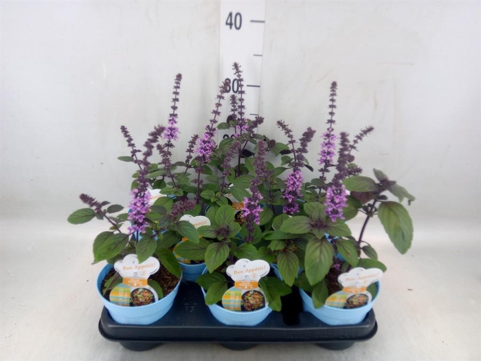 <h4>Ocimum basilicum 'Magic Mountain'</h4>