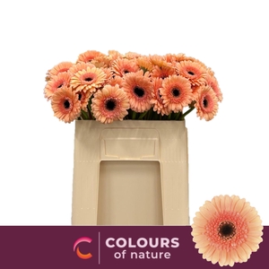 GE MI COOKIE N CREAM