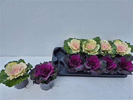 <h4>Brassica (sierkool)</h4>