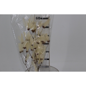 PLANTA SECA FOLHA CABO VERDE ALVEJADA 50CM