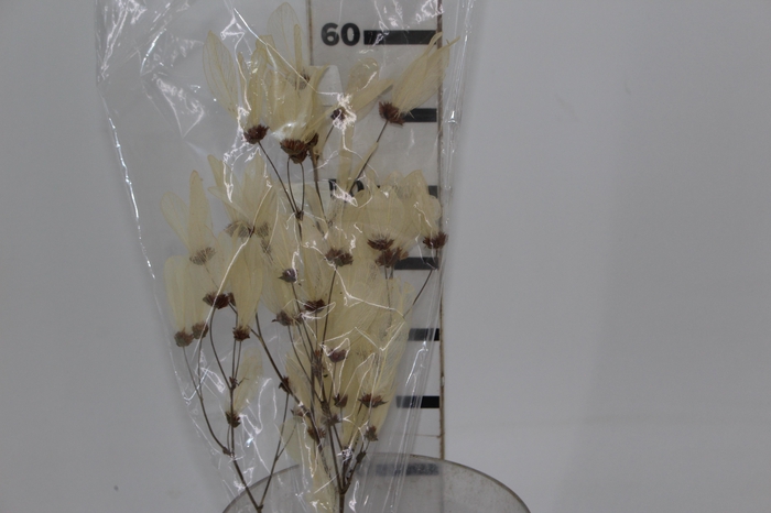 <h4>PLANTA SECA FOLHA CABO VERDE ALVEJADA 50CM</h4>