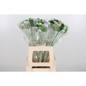 Allium Kl Bh Groen Mix