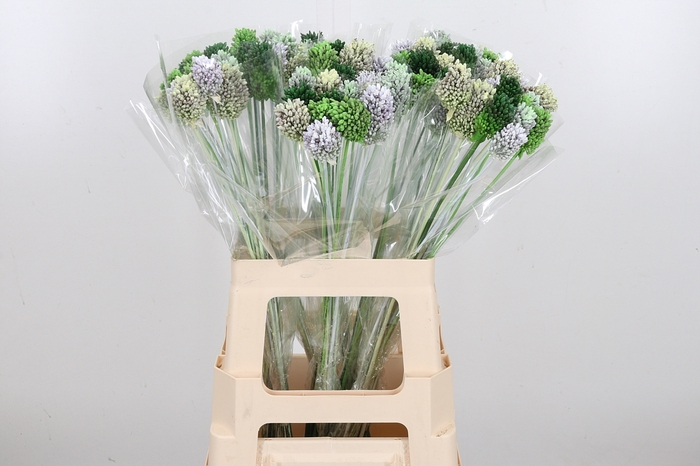 <h4>Allium Kl Bh Groen Mix</h4>