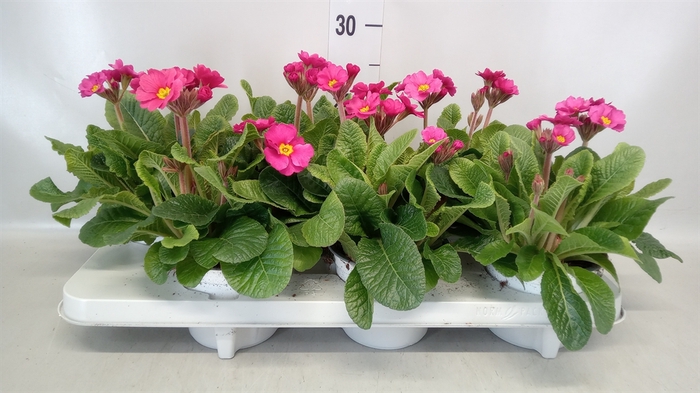 <h4>Primula elat.</h4>