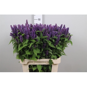 Agastache Blue