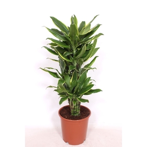 Dracaena Golden Coast