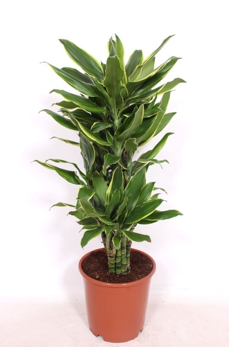 <h4>Dracaena Golden Coast</h4>