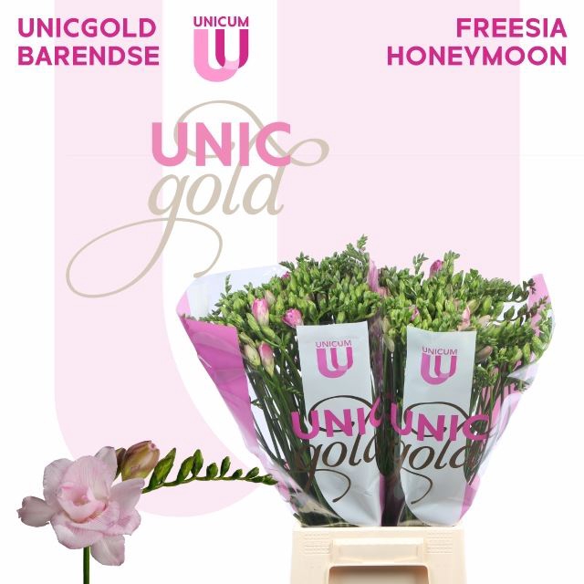 <h4>Freesia du Honeymoon</h4>