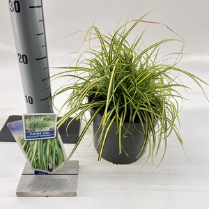 Carex Evercolor Eversheen